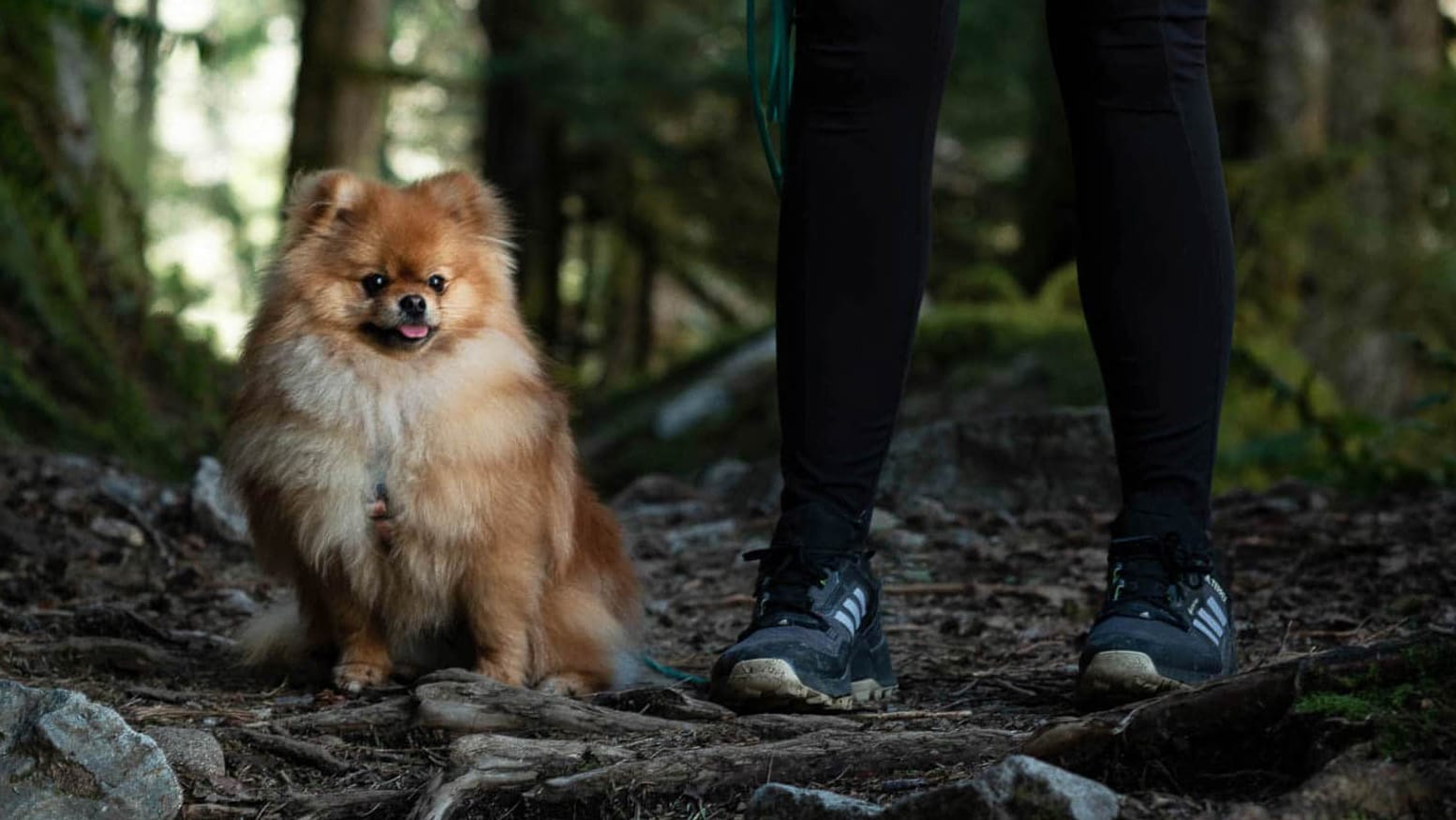 Meeko the pomerainian sitting on a forest trail next to his owner.